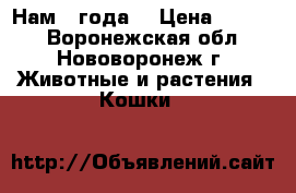  Нам 2 года  › Цена ­ 1 500 - Воронежская обл., Нововоронеж г. Животные и растения » Кошки   